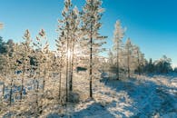 阳光照耀下，霜覆的树木构成了一幅令人惊叹的冬日景象