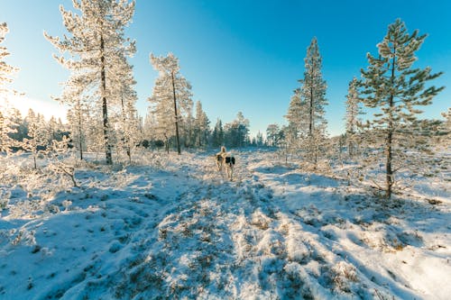 免费 在积雪覆盖的森林上行走的动物 素材图片