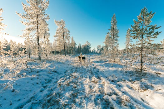 Snowy winter forest landscape with huskies under clear blue sky.