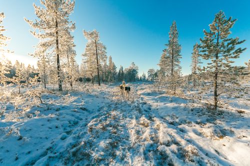 Free Snowy winter forest landscape with huskies under clear blue sky. Stock Photo