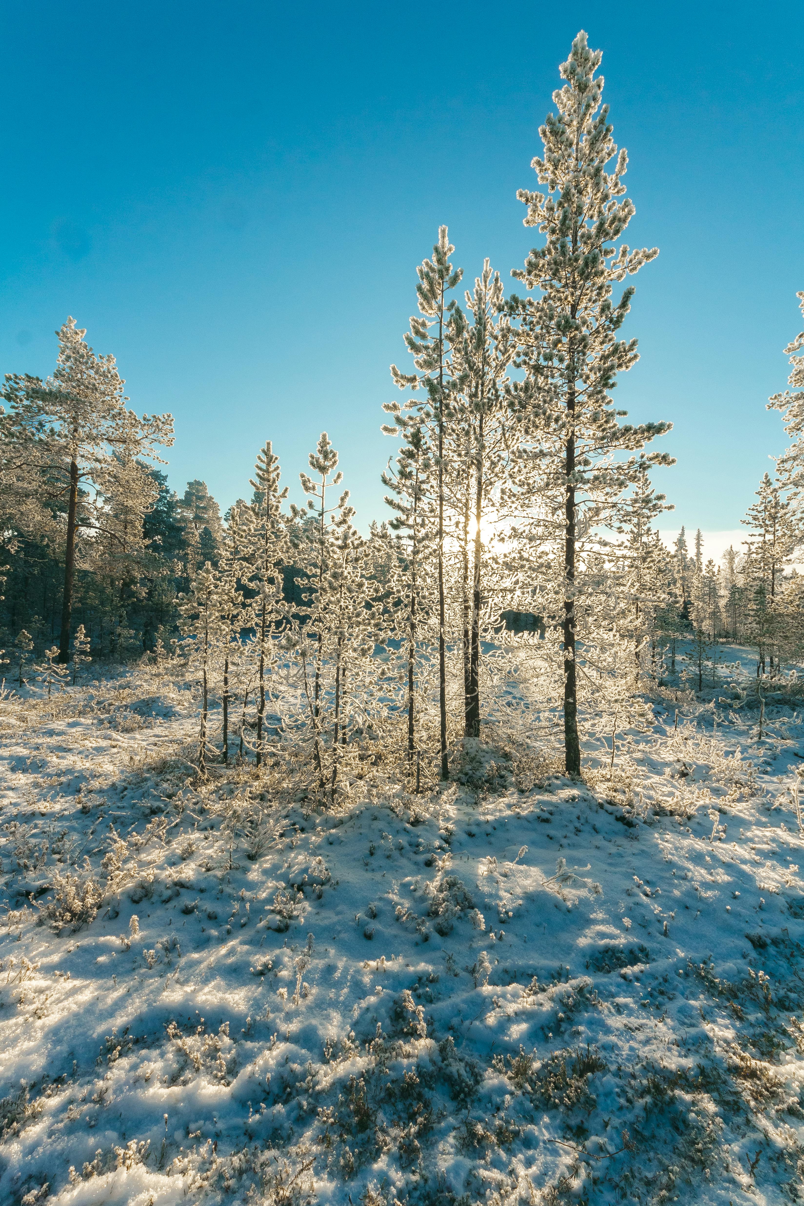 Free A scenic winter forest landscape with frost-covered trees and sunlight streaming through. Stock Photo