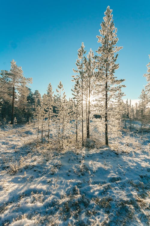 Sneeuw Bedekt Bos Onder De Heldere Blauwe Hemel