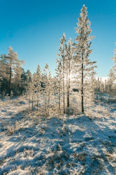 冬日森林风景秀丽，树木披着霜冻，阳光直射