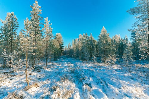雪の中の木々の風景写真