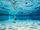 aquatic