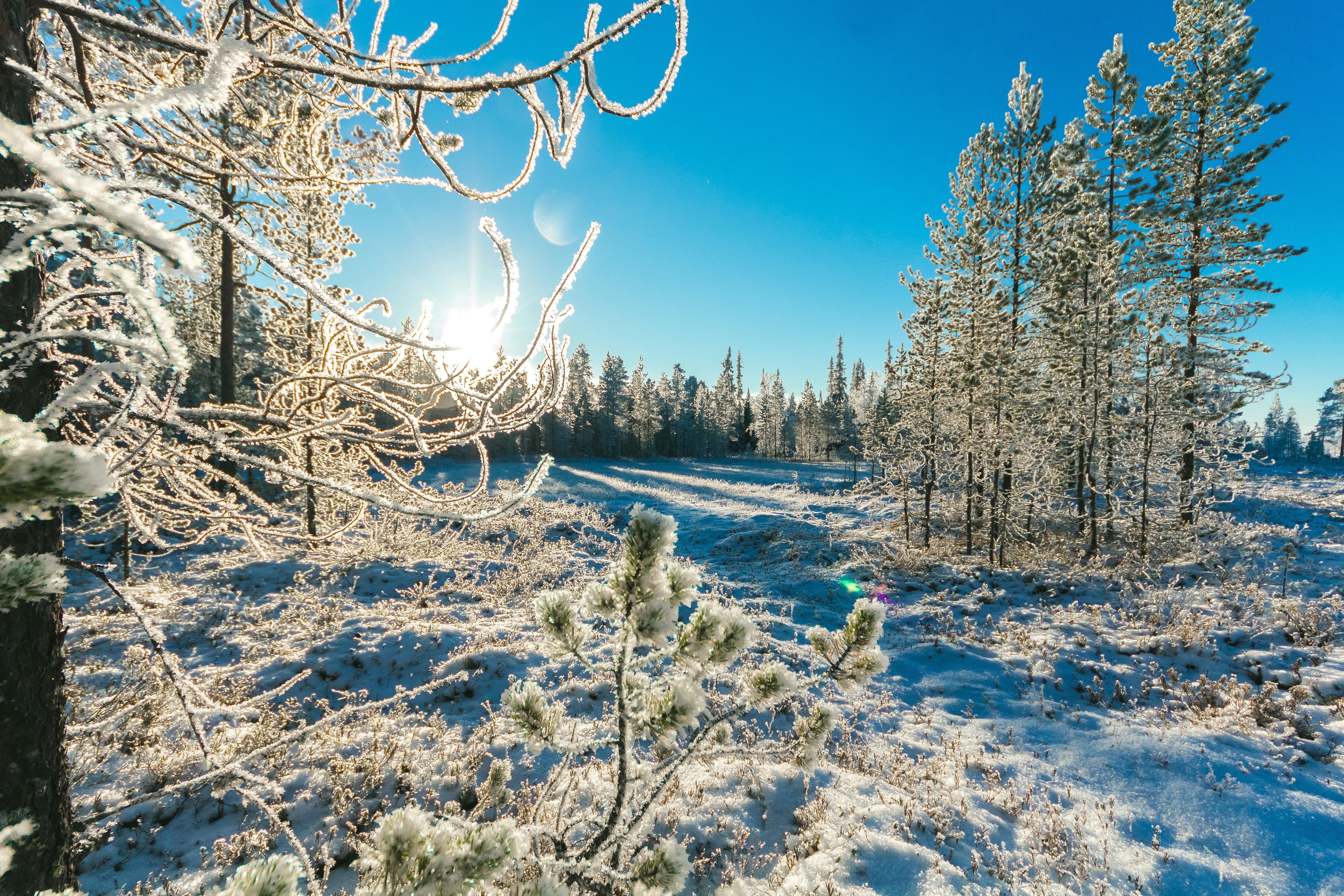 在这片宁静的冬季森林中，霜冻的树枝、白雪覆盖的地面和明亮的阳光共同捕捉了大自然的美丽