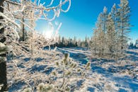 在这片宁静的冬季森林中，霜冻的树枝、白雪覆盖的地面和明亮的阳光共同捕捉了大自然的美丽