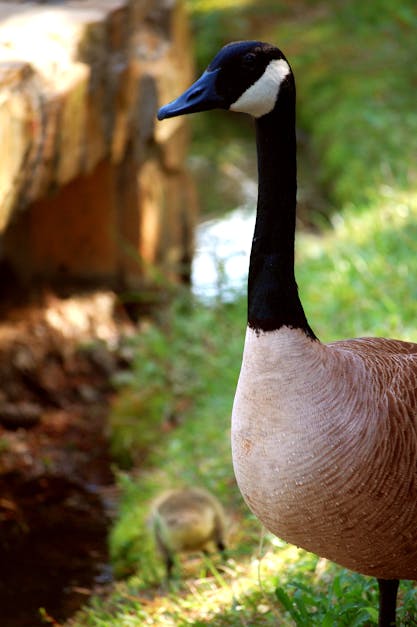 Brown Black and White Goose in Tilt Shift Lens