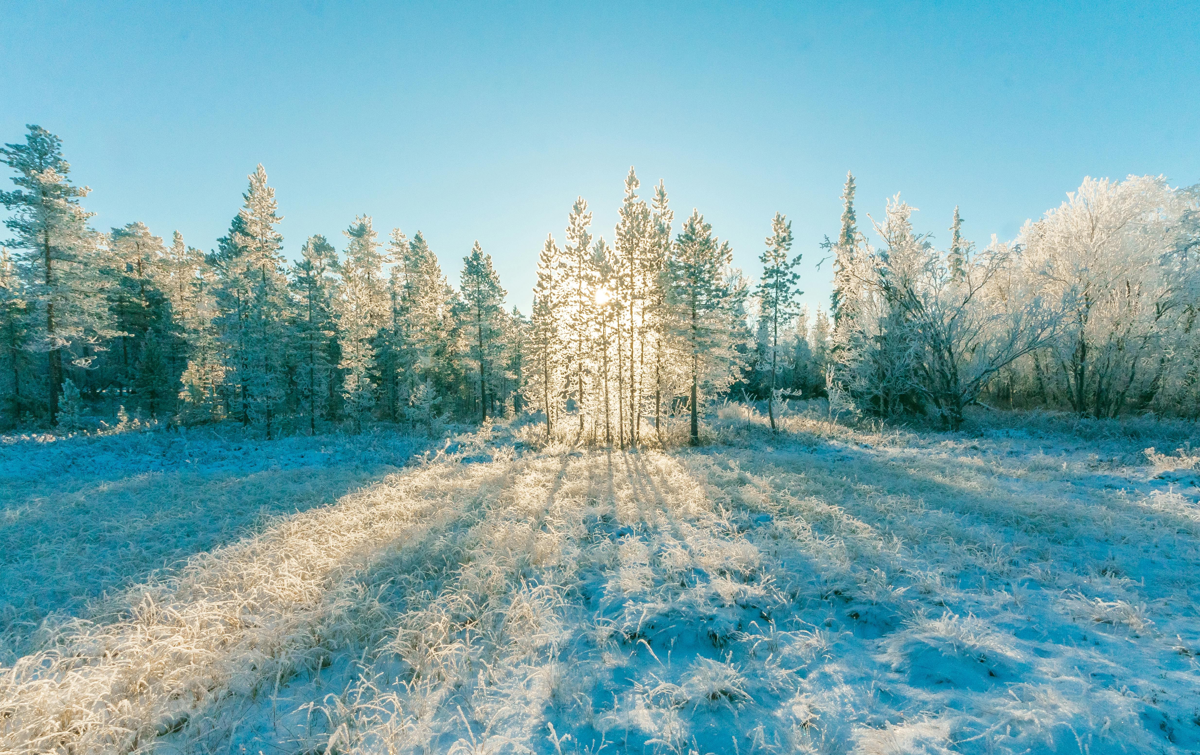 Winter Tree Snow Hd Wallpaper Winter  照片图像