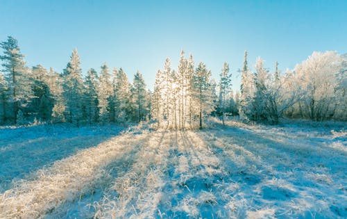 Ingyenes stockfotó erdő, évszak, fagy témában Stockfotó