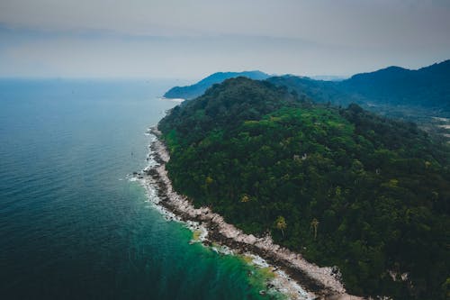 Green Trees on Mountain Near the Ocean