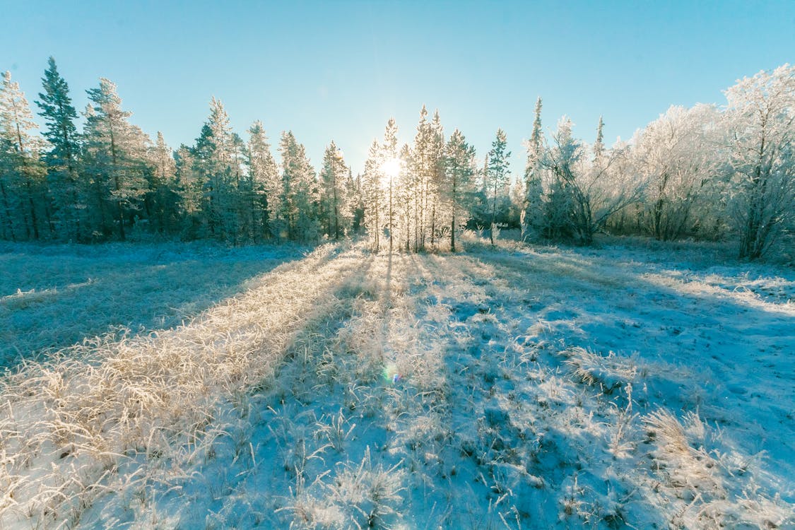 Landschapsfoto Van Sun Raise Through Green Leaf Trees