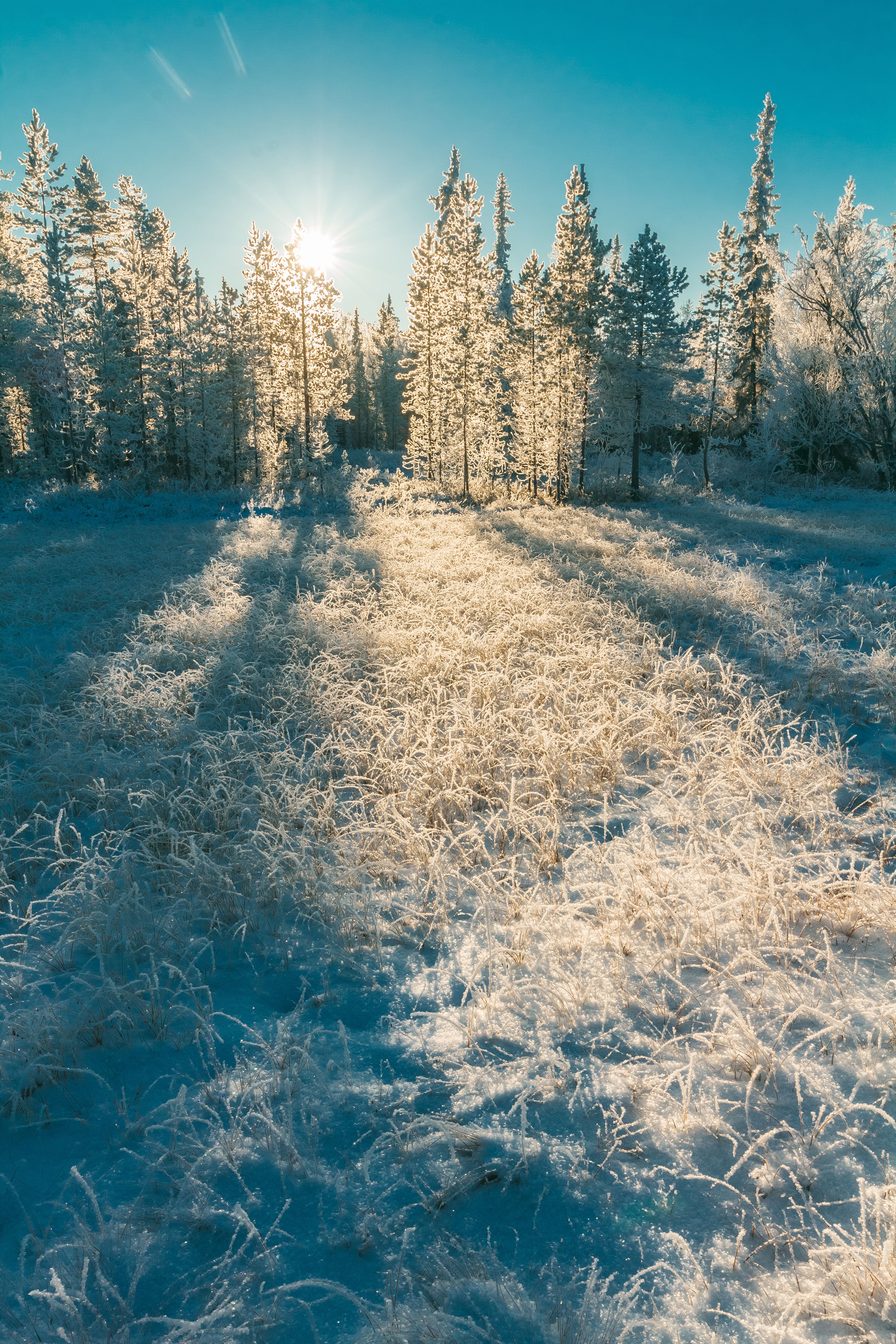 Gratis lagerfoto af forkølelse, frossen, frost Lagerfoto