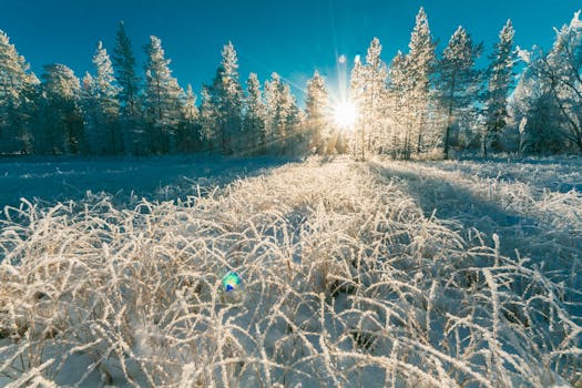 冬日阳光明媚，穿过霜冻的森林，营造出美丽的雪景
