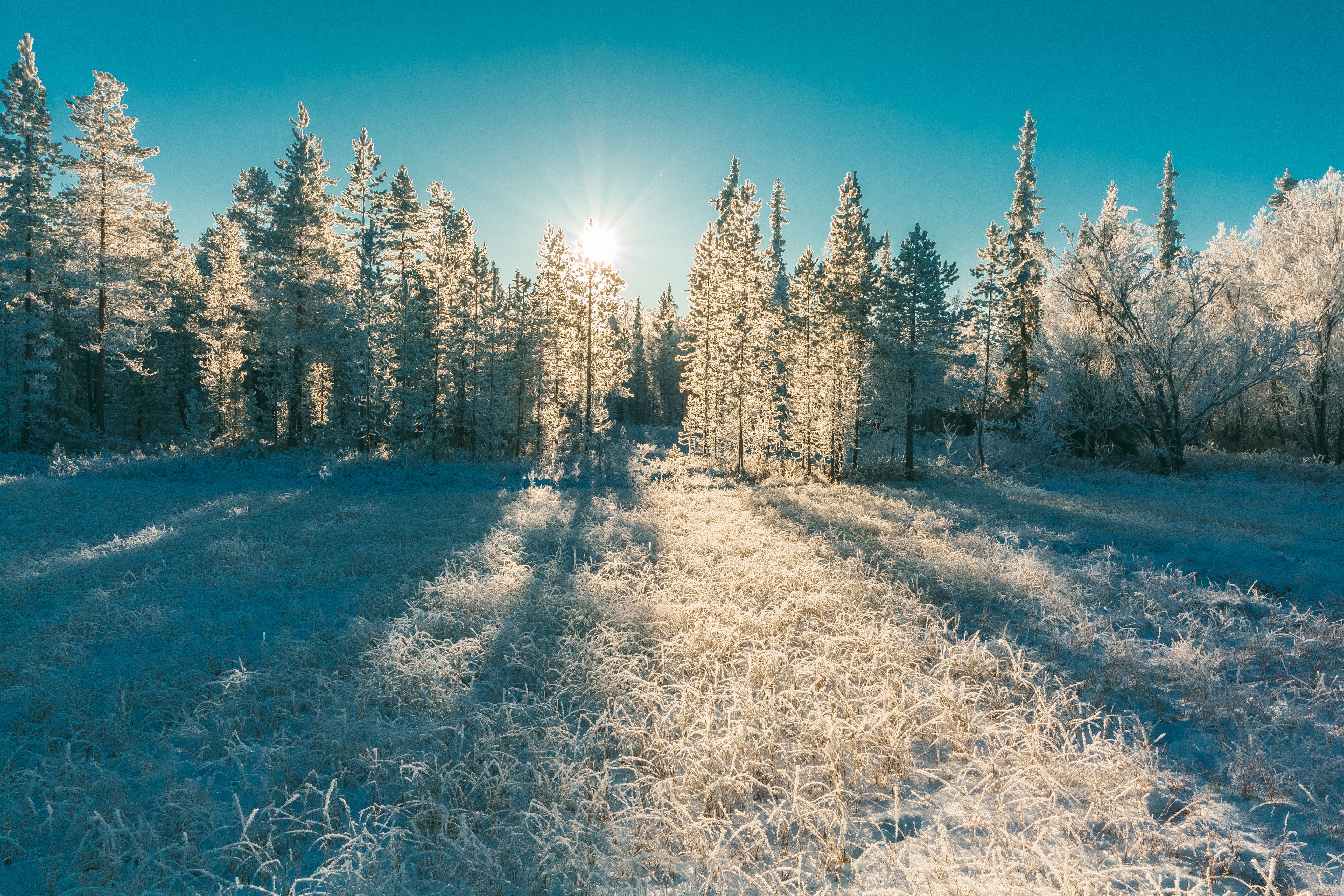 Gratis lagerfoto af forkølelse, frossen, frost Lagerfoto