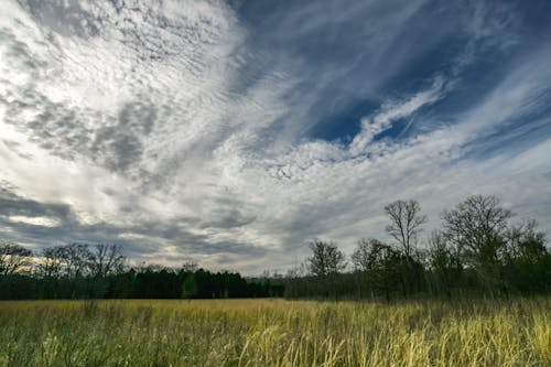免费 白天在蓝色和白色的天空下的绿草 素材图片