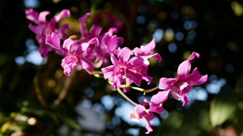 Gratis Immagine gratuita di avvicinamento, esterno, falena orchidea Foto a disposizione