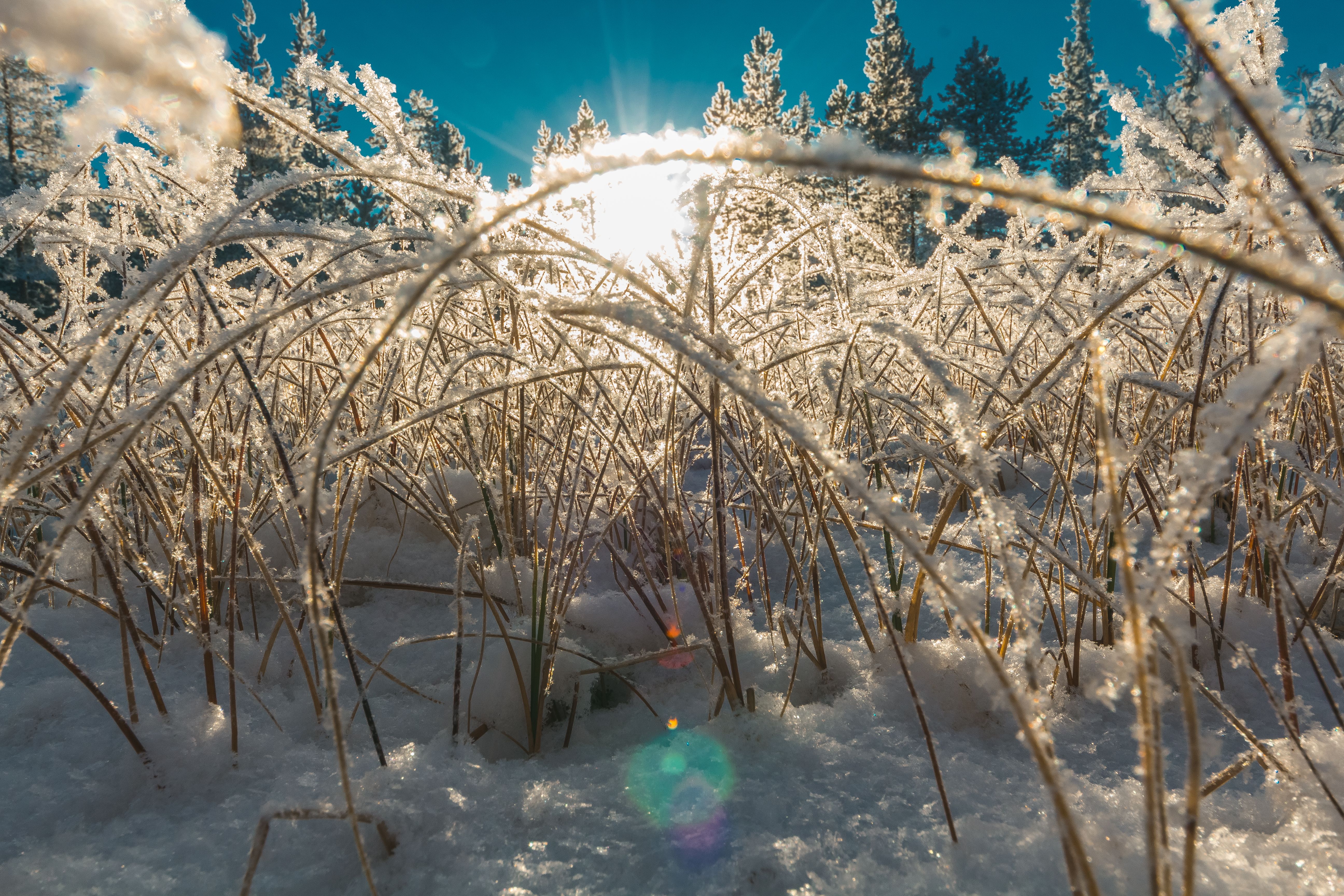 Gratis lagerfoto af forkølelse, frossen, frost Lagerfoto