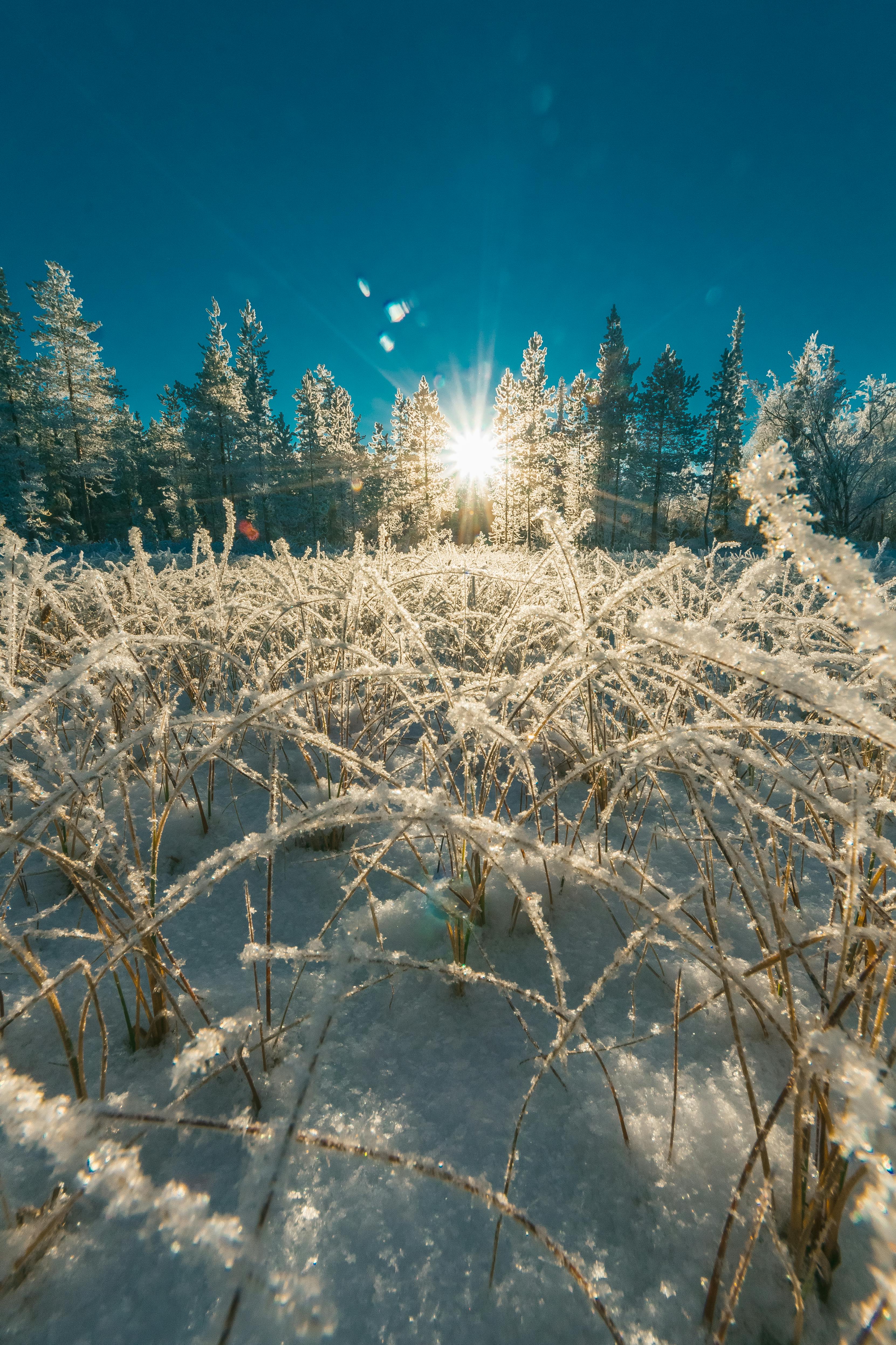 Gratis lagerfoto af forkølelse, frossen, frost Lagerfoto