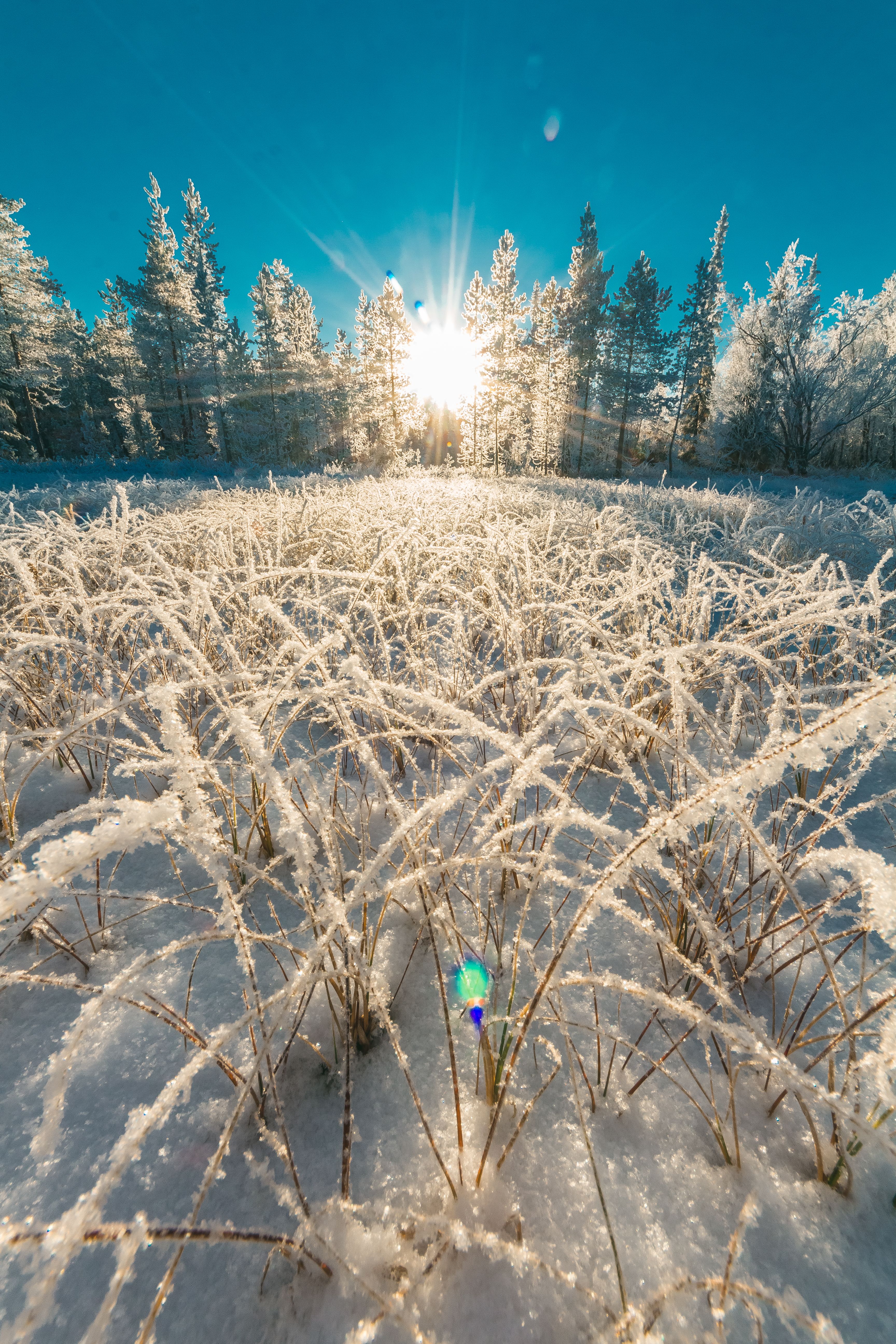 Gratis lagerfoto af forkølelse, frossen, frost Lagerfoto