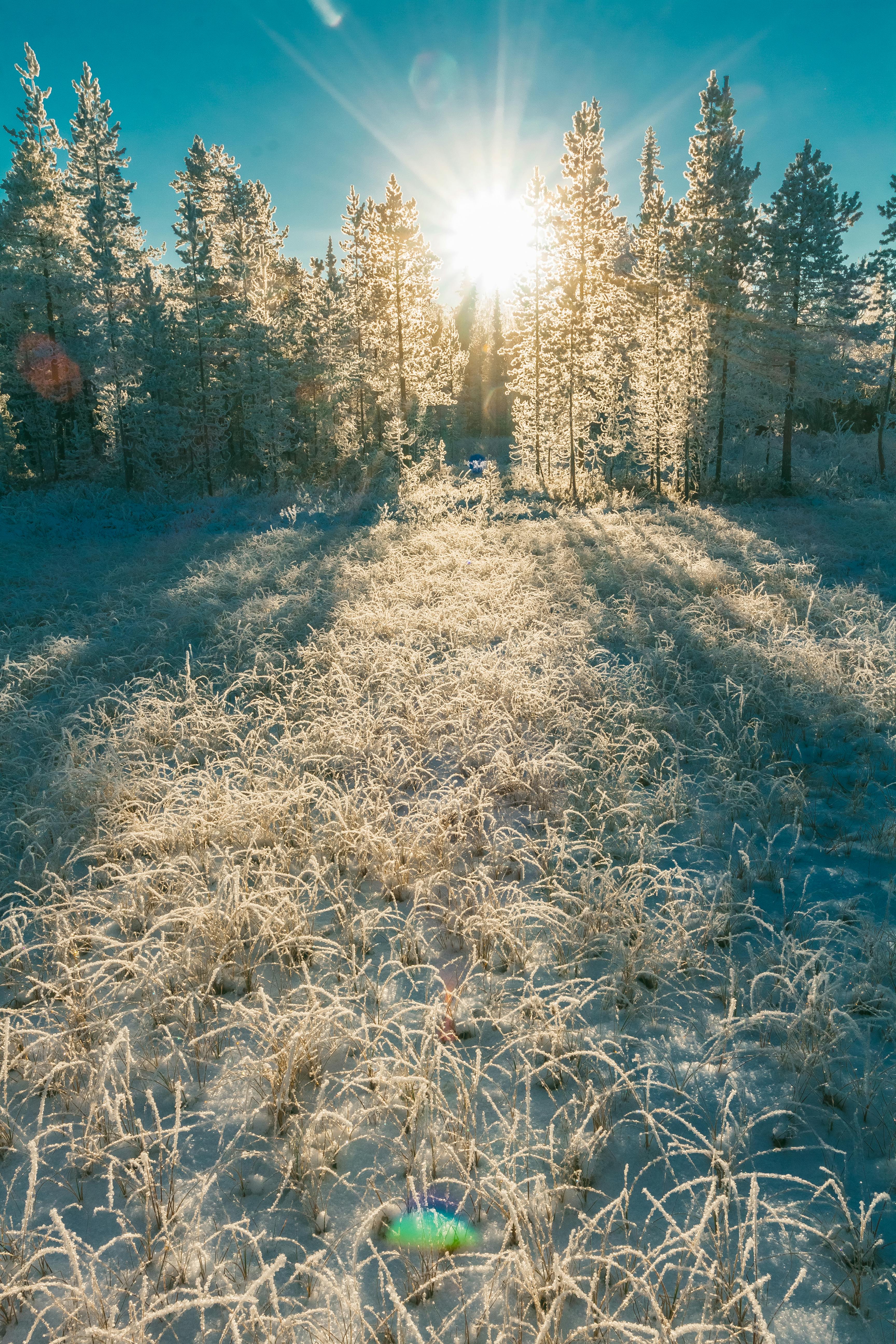 Gratis lagerfoto af forkølelse, frossen, frost Lagerfoto