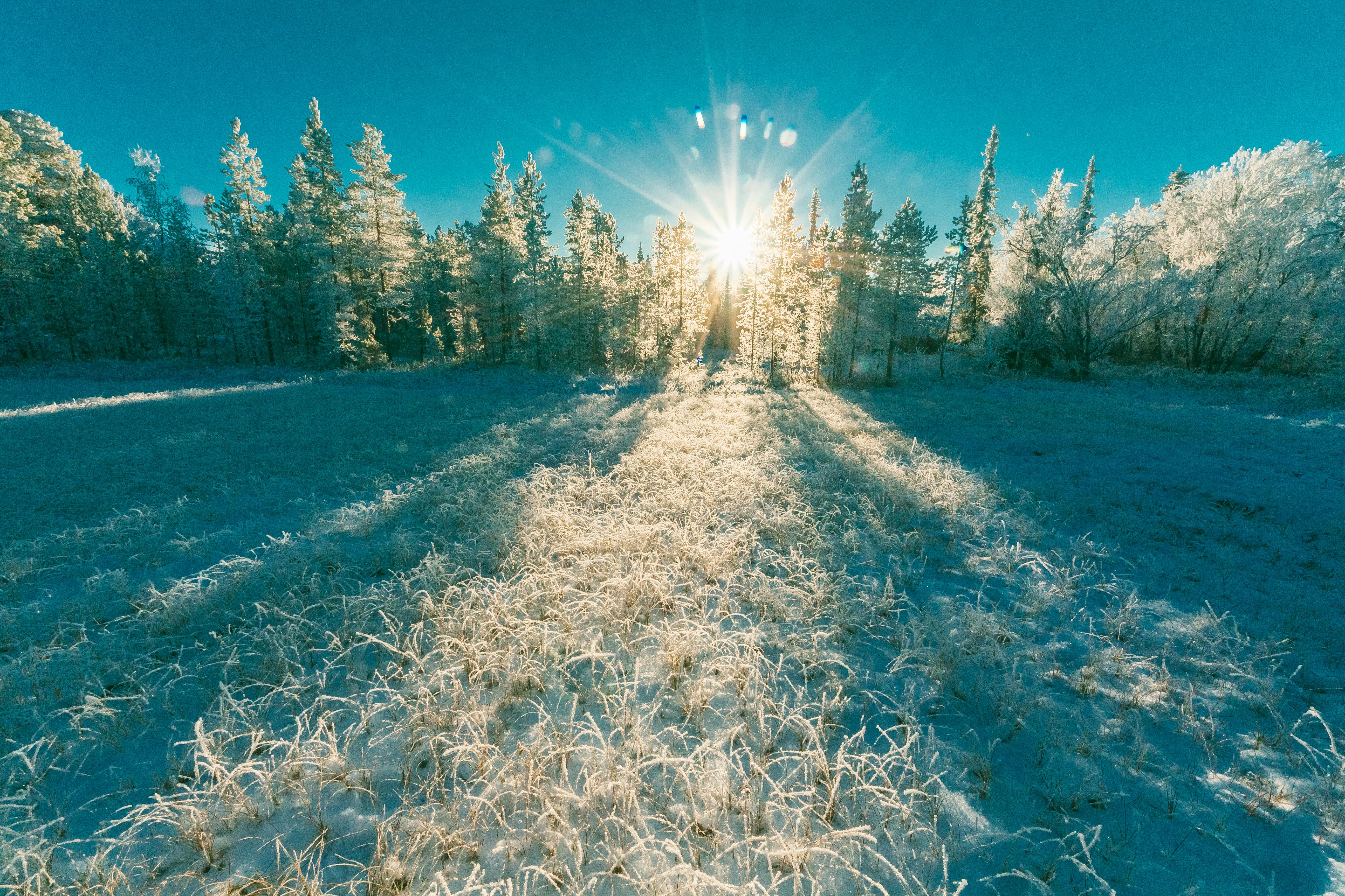 Gratis lagerfoto af forkølelse, frossen, frost Lagerfoto