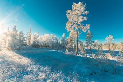 Gratis stockfoto met bevriezen, bevroren, bomen