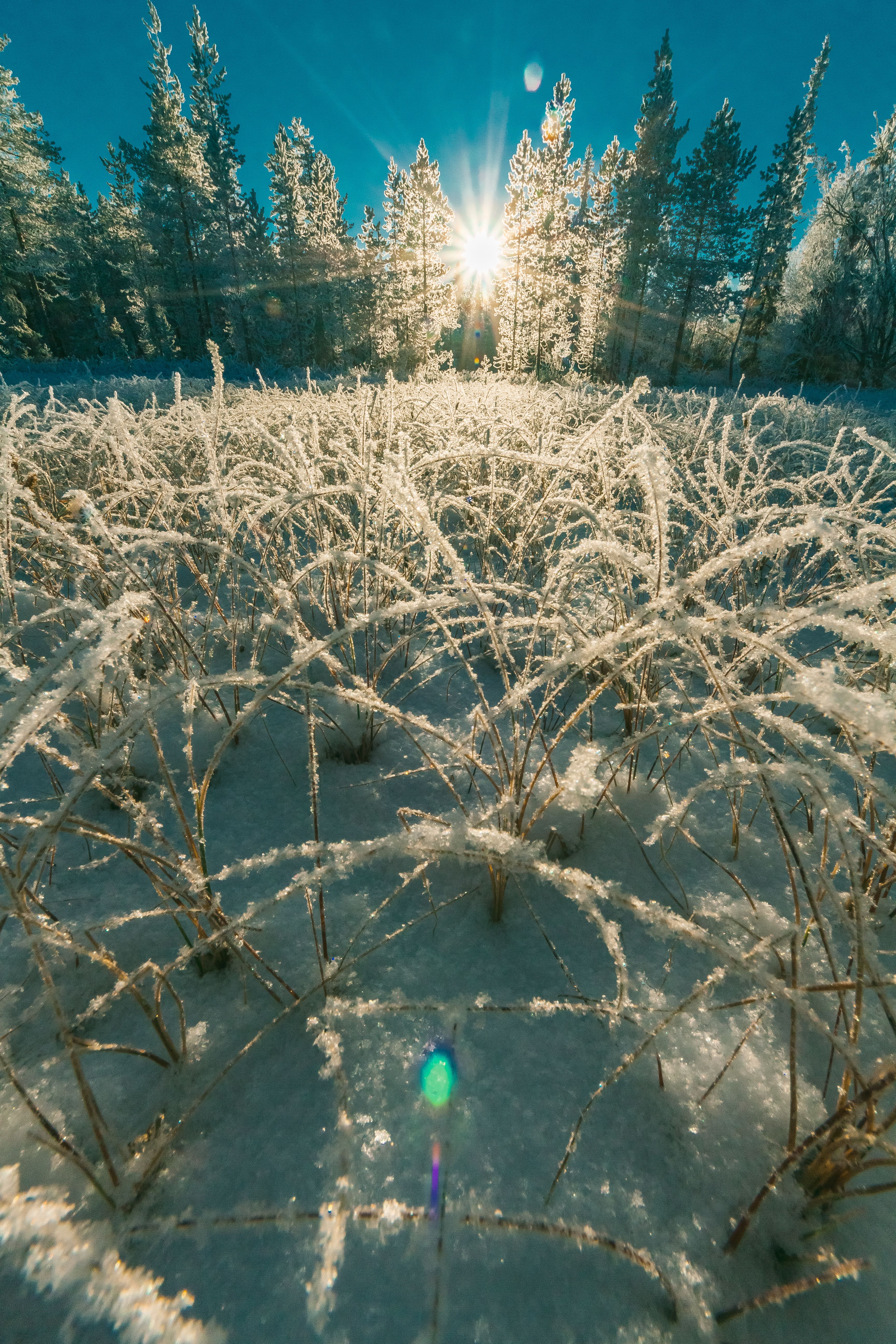 Gratis lagerfoto af forkølelse, frossen, frost Lagerfoto
