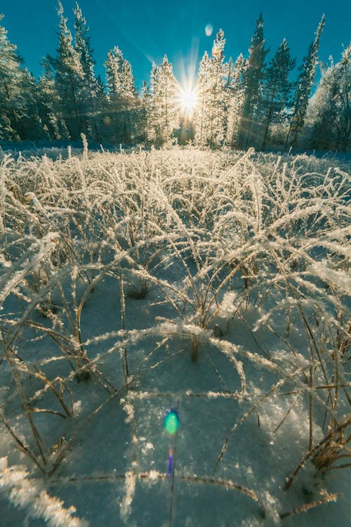 Free stock photo of cold, forest, freezing