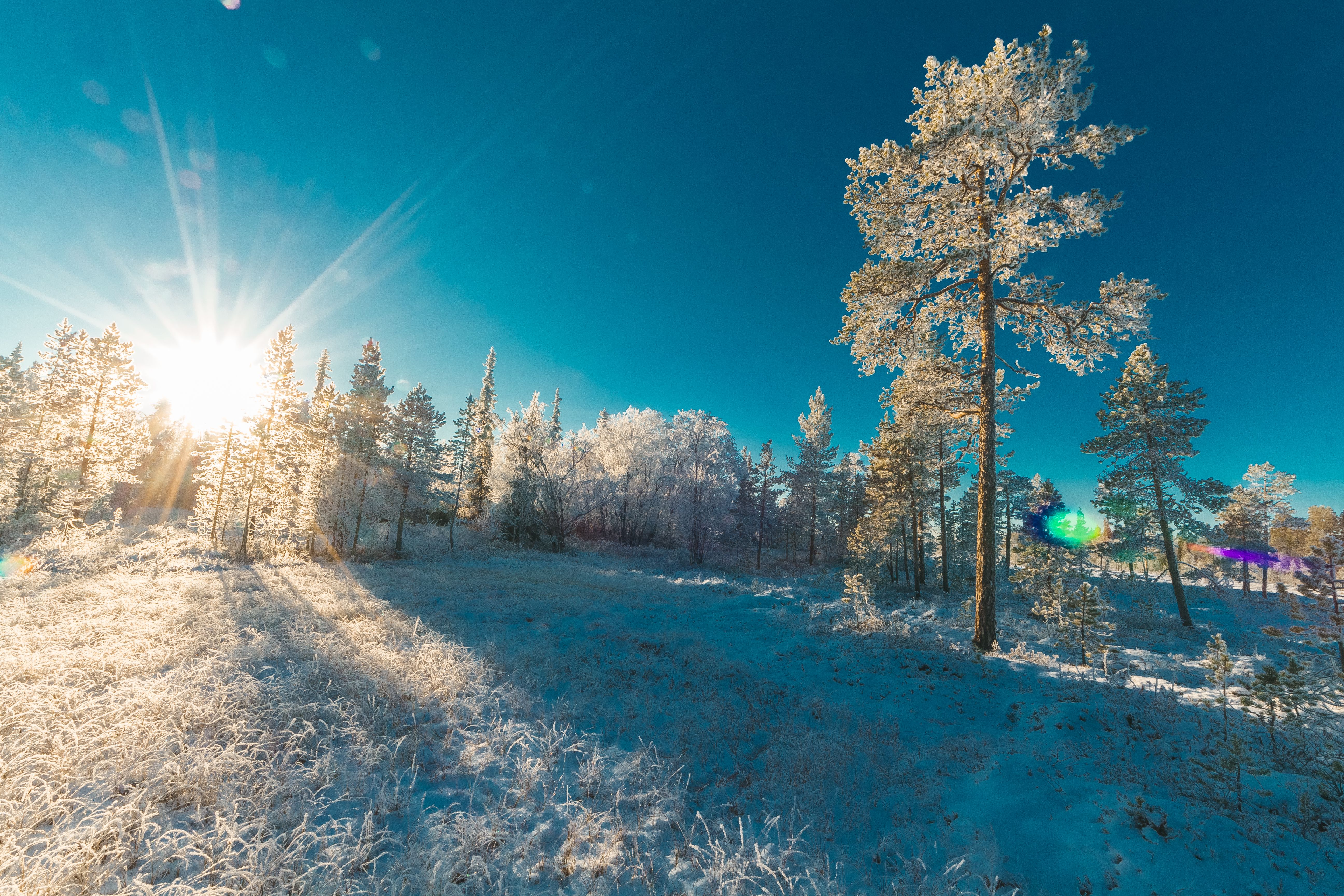 Gratis lagerfoto af forkølelse, frossen, frost Lagerfoto