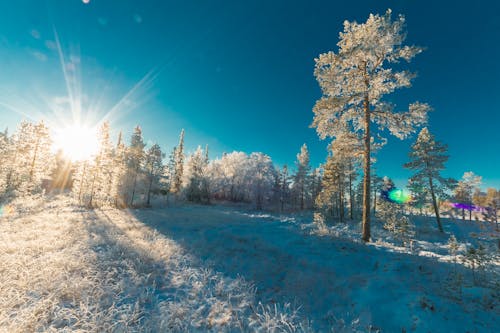 Free stock photo of cold, forest, freezing