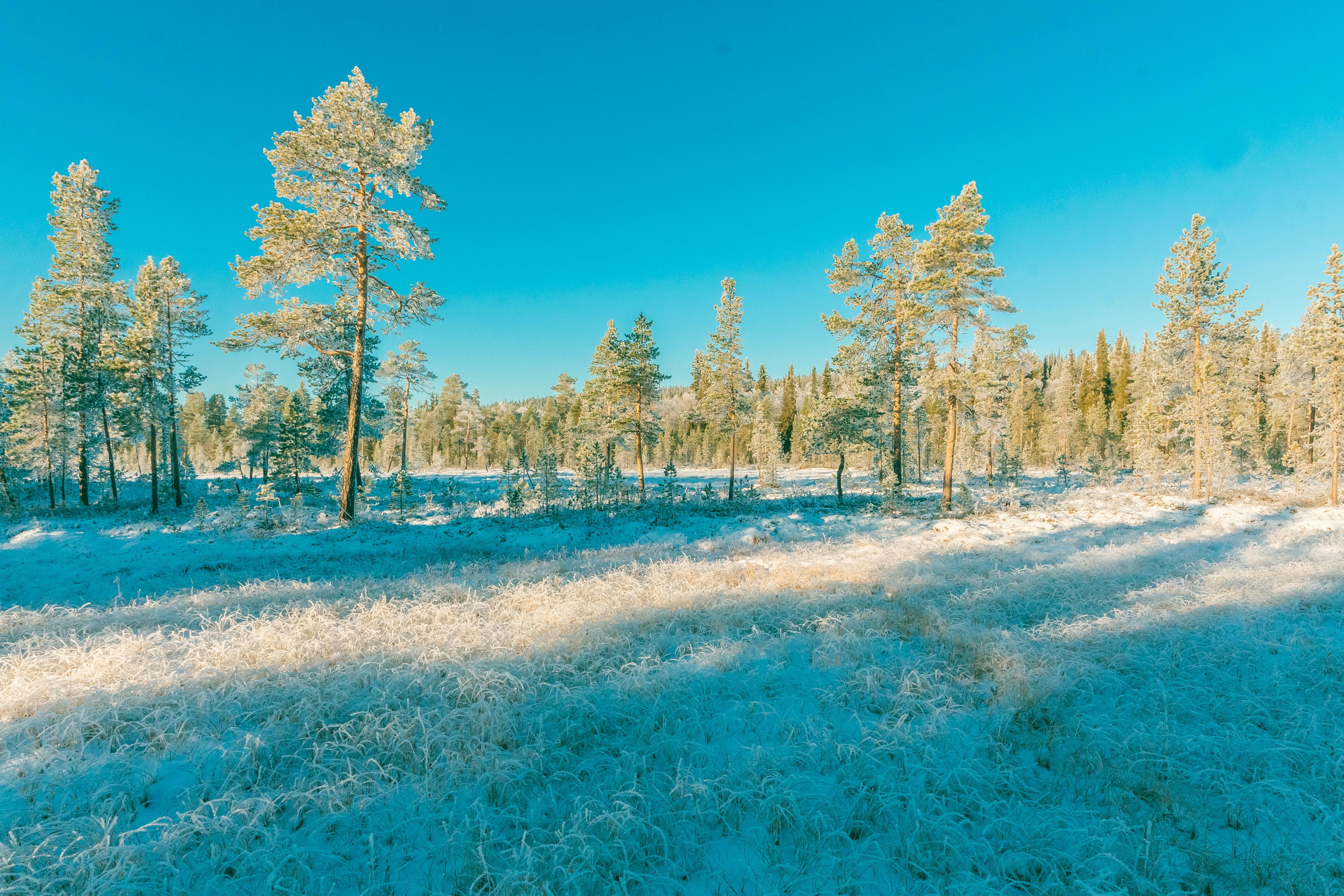 Gratis lagerfoto af forkølelse, frossen, frost Lagerfoto