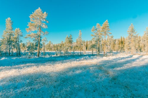 Free stock photo of cold, forest, freezing