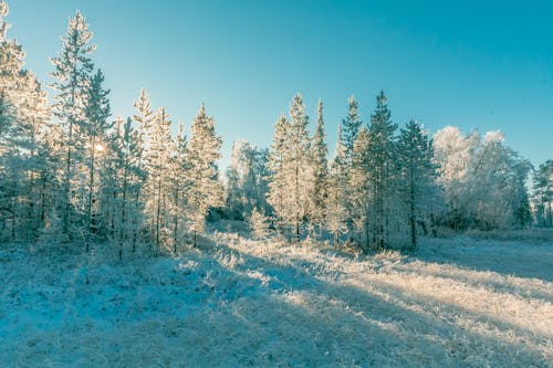 Gratis stockfoto met bevriezen, bevroren, bomen