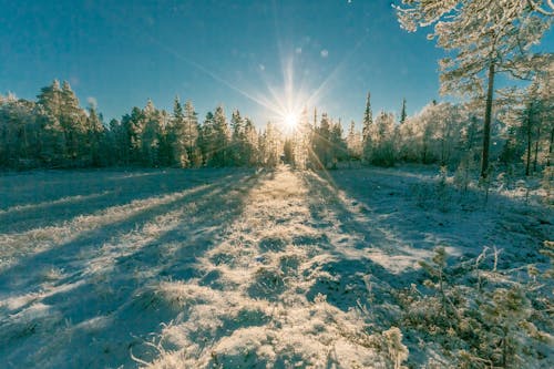 Free stock photo of cold, forest, freezing