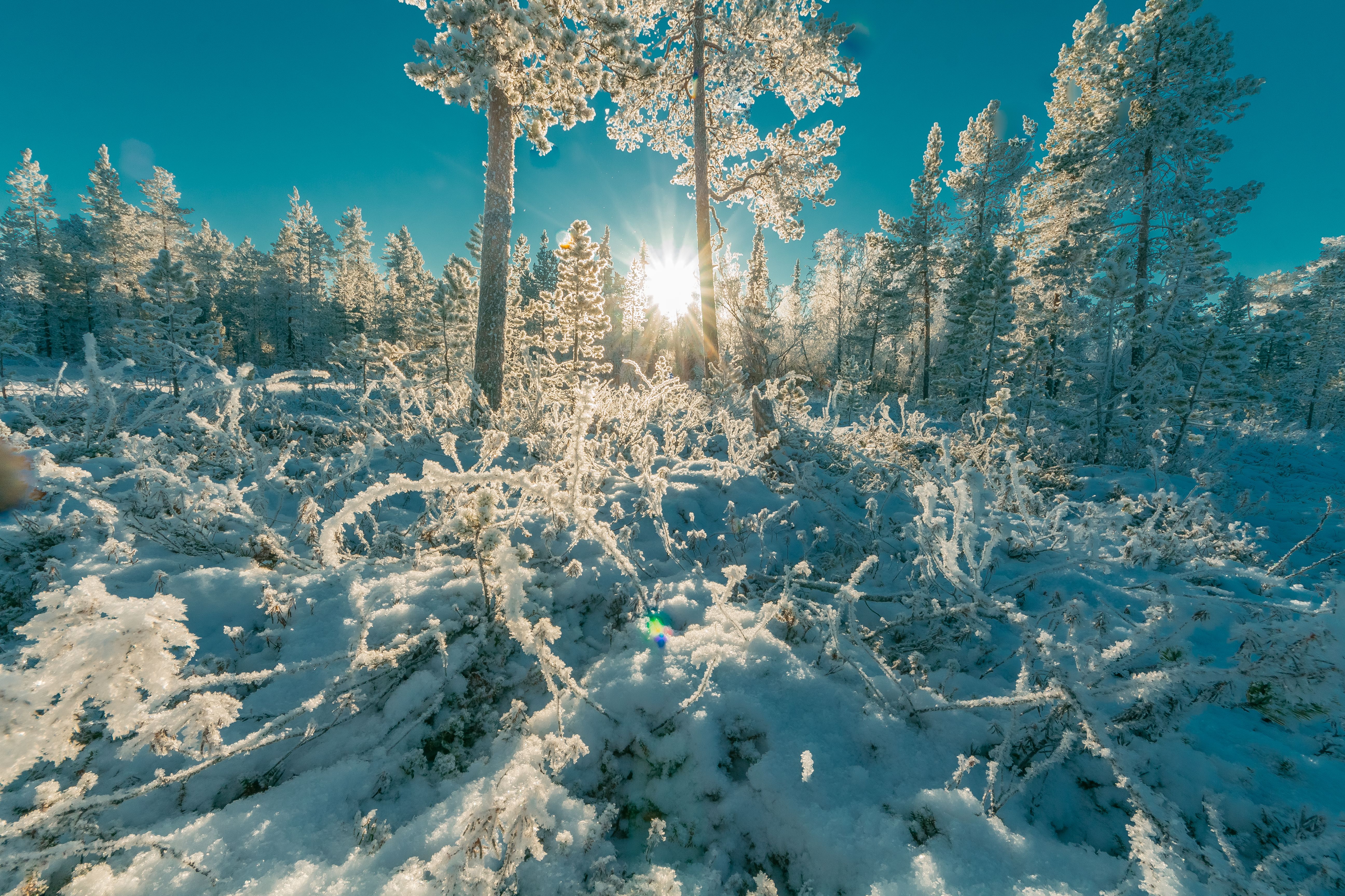 Free Stock Photo Of Cold Forest Freezing