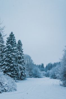 Peaceful snow-covered forest scene showcasing tall evergreen trees and a vast sky.