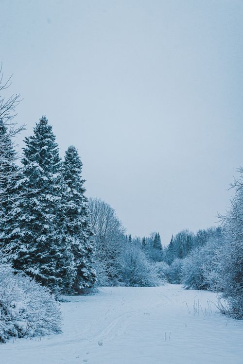 Free Peaceful snow-covered forest scene showcasing tall evergreen trees and a vast sky. Stock Photo