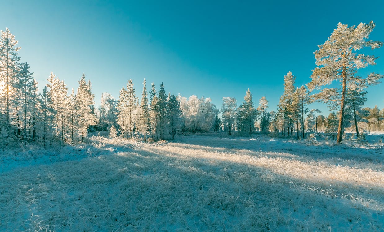 Free stock photo of cold, forest, freezing Stock Photo