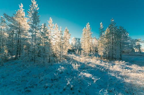 Free stock photo of cold, forest, freezing