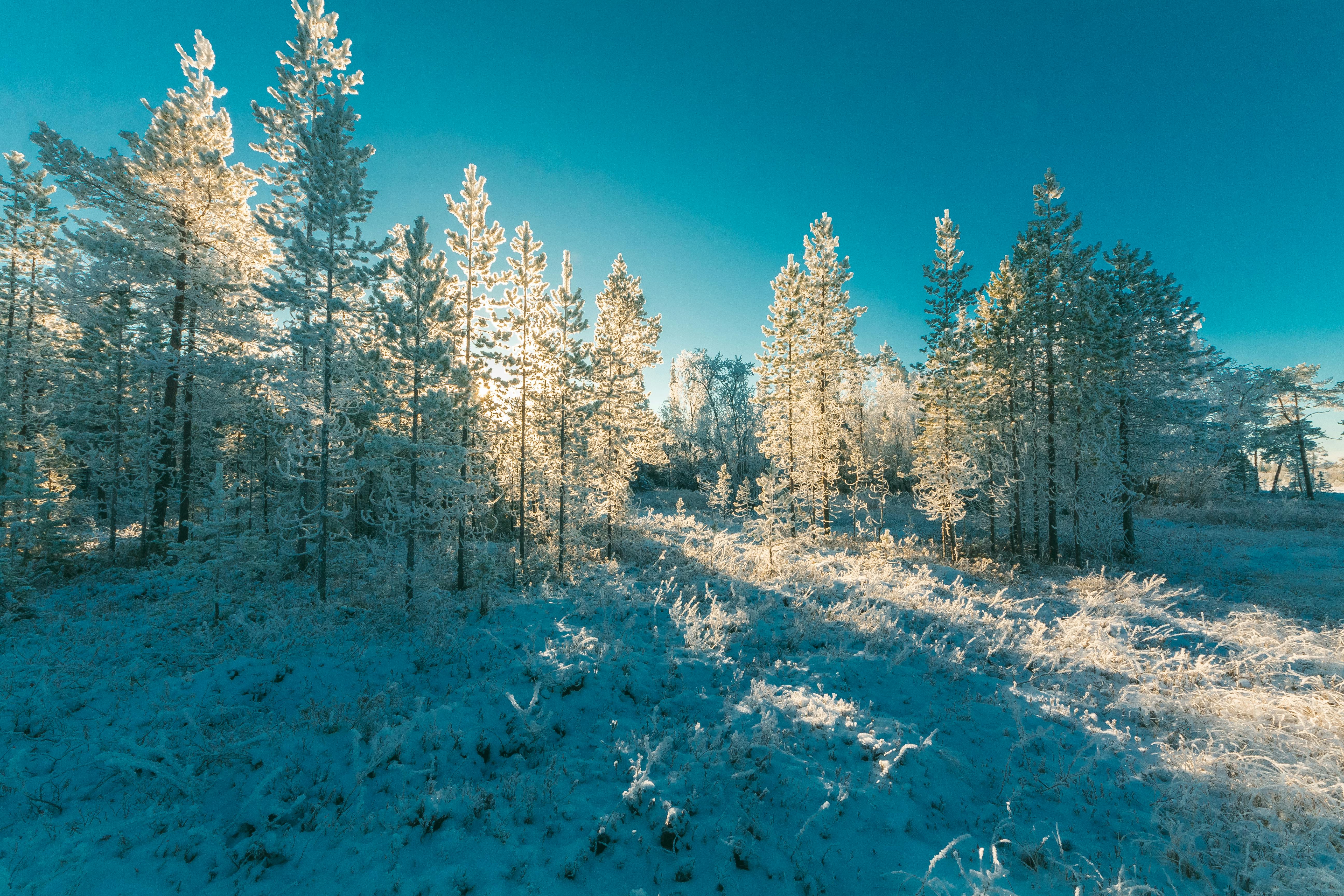 Free Stock Photo Of Cold Forest Freezing