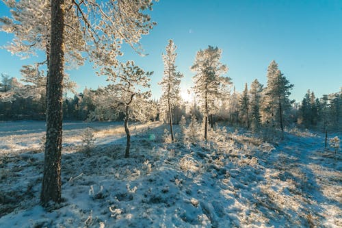 Landschapsfotografie Van Bomen Bedekt Met Sneeuw