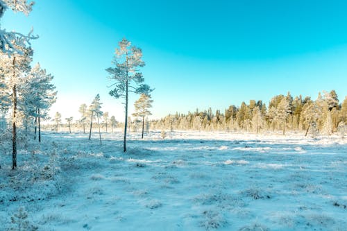 Arbres à Feuilles Vertes Couvertes De Neige