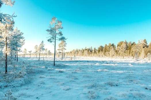 晴朗的蓝天下，树木结霜，白雪皑皑的风景格外美丽