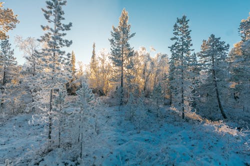 Free stock photo of cold, forest, freezing