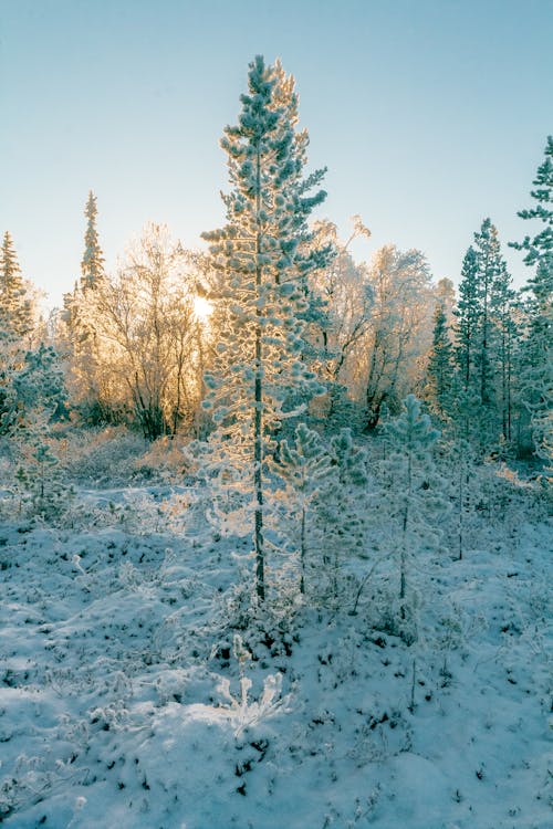 Gratis stockfoto met bevriezen, bevroren, bomen