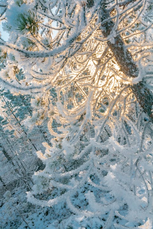 Free stock photo of cold, forest, freezing