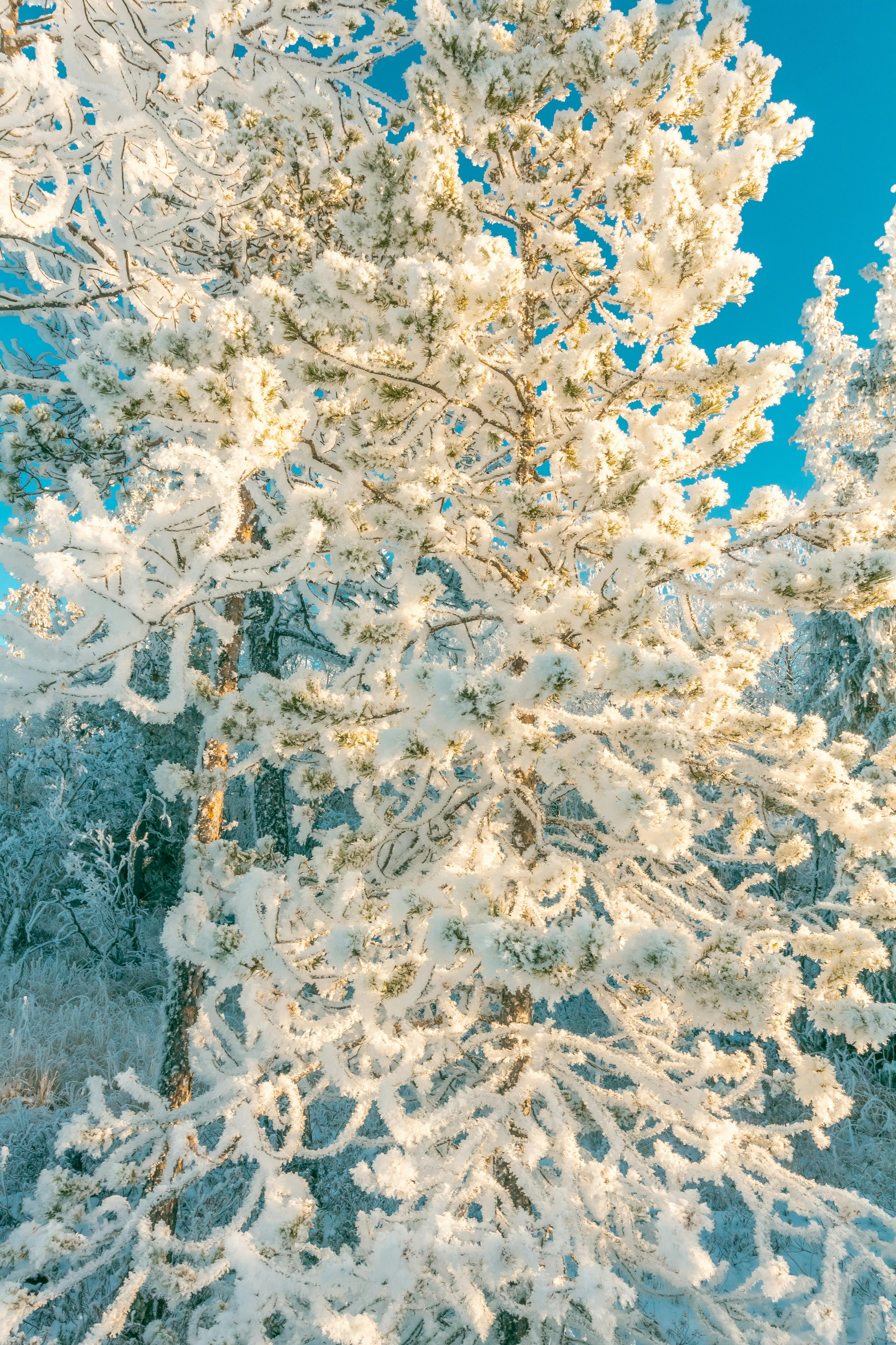 Gratis lagerfoto af forkølelse, frossen, frost Lagerfoto