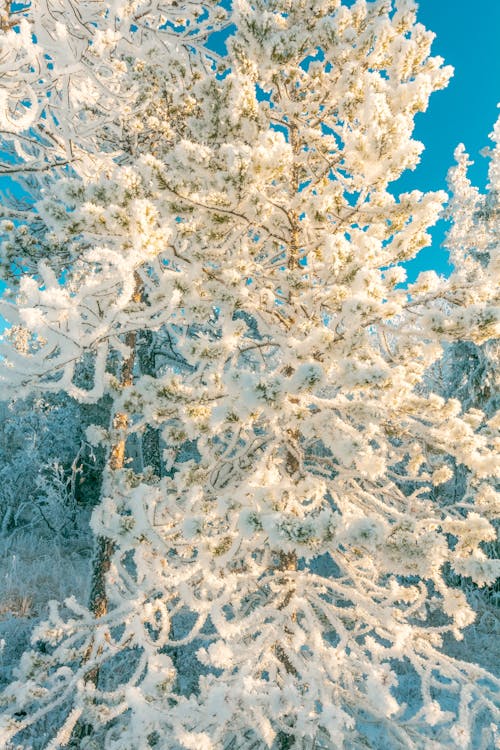 Free stock photo of cold, forest, freezing