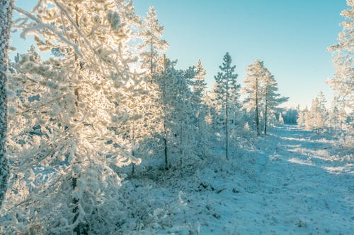 Free stock photo of cold, forest, freezing Stock Photo